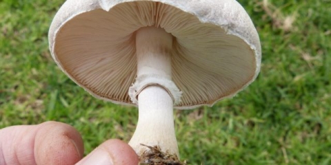 Bijeli šampinjon crveno-lamelarni: gdje raste i kako izgleda